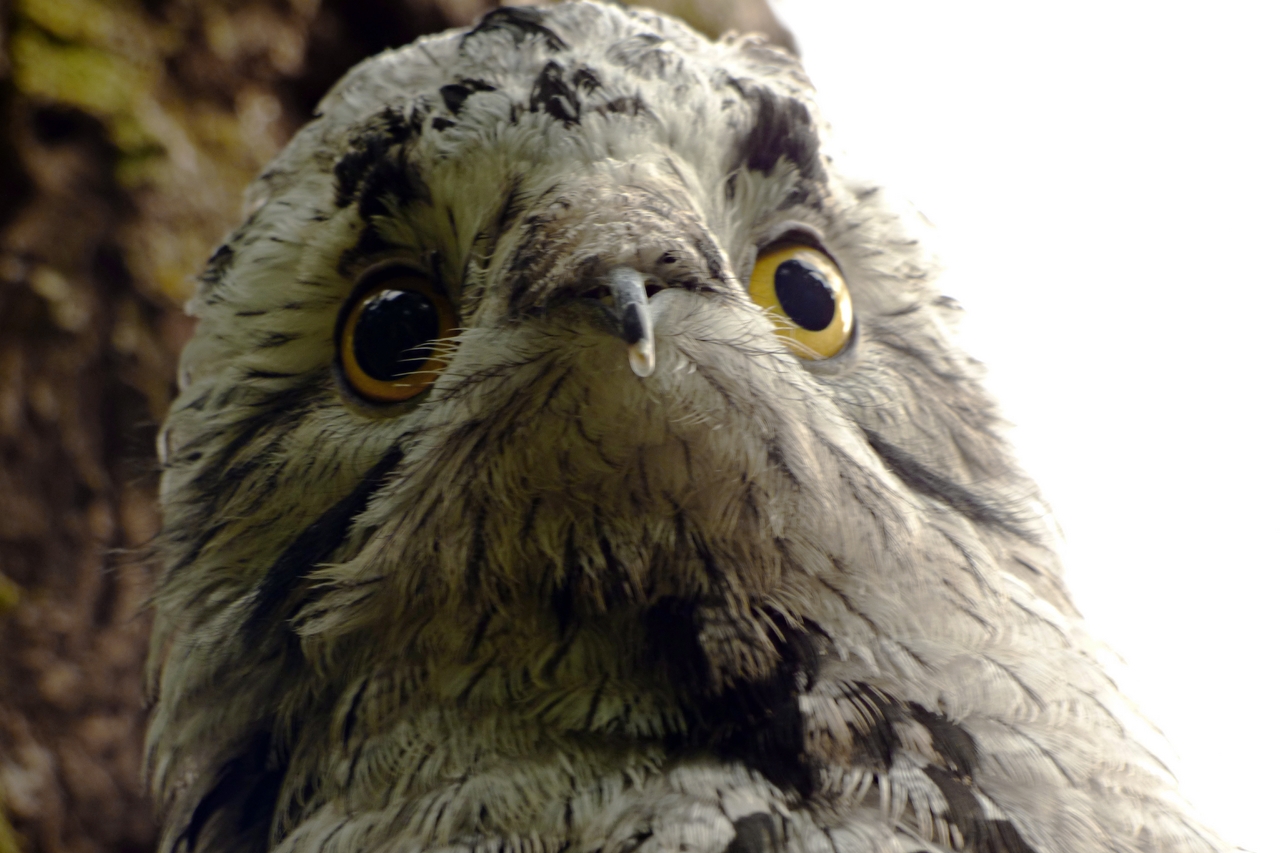 pajaro-1